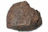 Fossil Nodosaurid (Denversaurus) Osteoderm (Scute) - Wyoming #379523-1